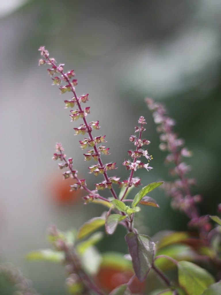 Sandaili Plantas Medicinales-Terapias Naturales