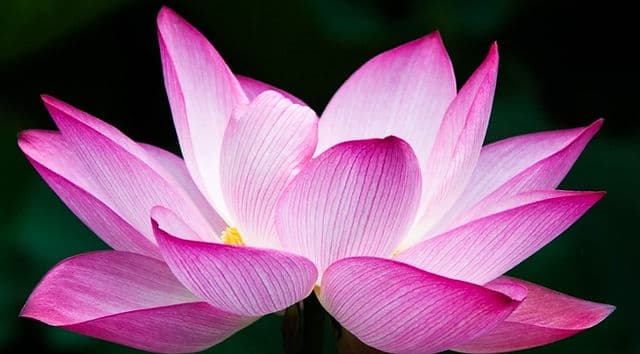 Escuela de Yoga Ananda